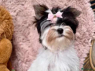 Yorkshire Terrier dogs Tiny Beautiful Girl 🩷& very Cute Boy💙available - Advert 14