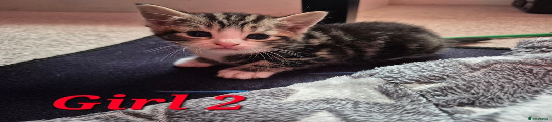 Mixed Breed Kitten 4