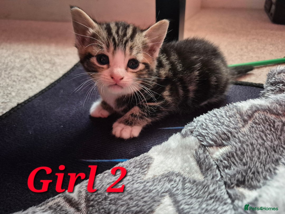 Mixed Breed cats for sale: Gorgeous Tabby x Tuxedo male kitten  - Image 14