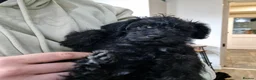 Schnoodle dogs for sale: schnoodle  - Advert 4