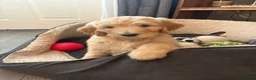 Goldendoodle dogs for sale: Beautiful golden doodle puppies for sale  - Advert 5
