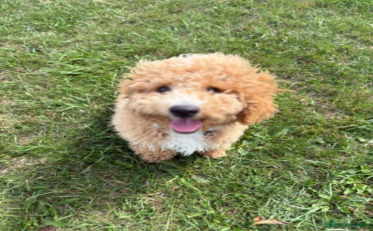 Cockapoo dogs - Advert 1