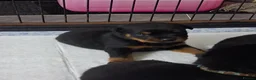 Rottweiler dogs for sale: Rottwiler puppies  - Advert 11