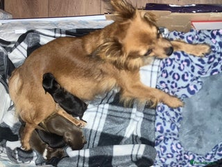 Chihuahua dogs Chihuahua puppies ready now - Advert 1