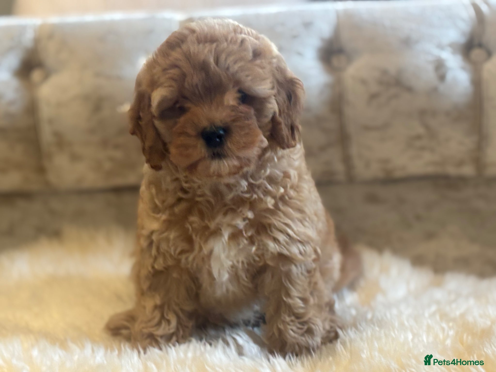 Cavapoochon dogs cavapooshon babies  - Advert 1