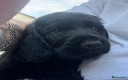 Sprocker dogs for sale: Cocker spaniel pups  - Image 13