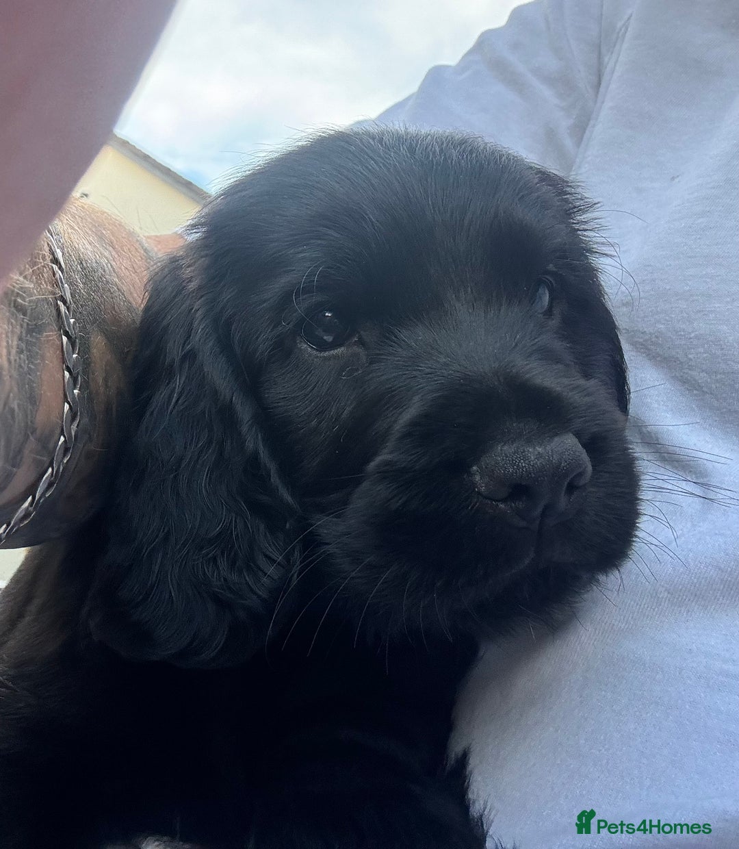 Sprocker dogs for sale: Cocker spaniel pups  - Image 13