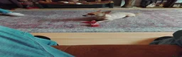 Pomchi dogs for sale: Sandy - Advert 3
