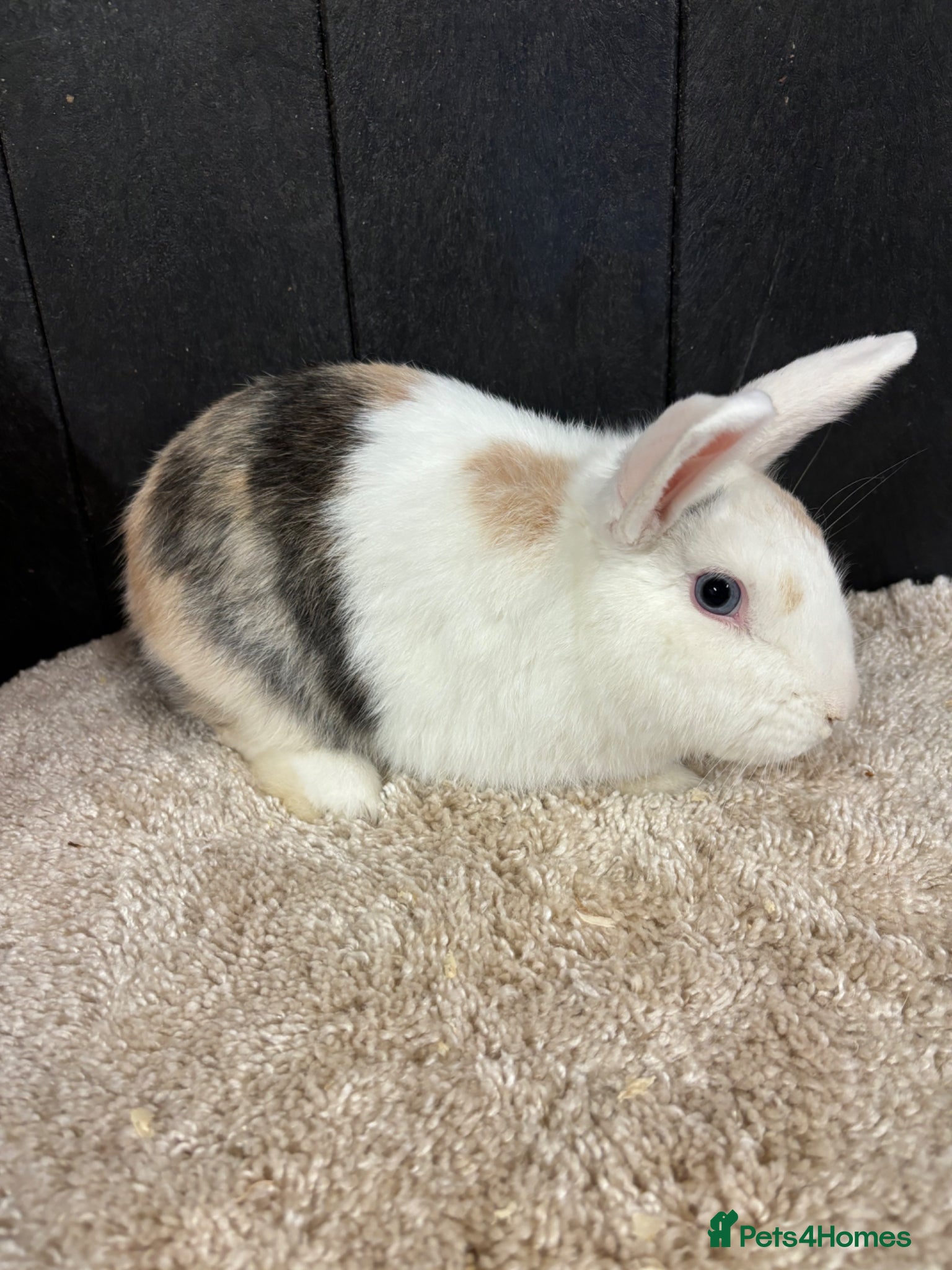 Rex rabbits Stunning house bunny - Advert 6
