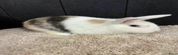 Rex rabbits for sale: Stunning house bunny - Advert 1
