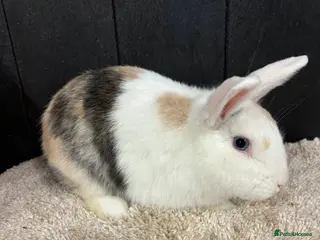 Rex rabbits Stunning house bunny - Advert 6