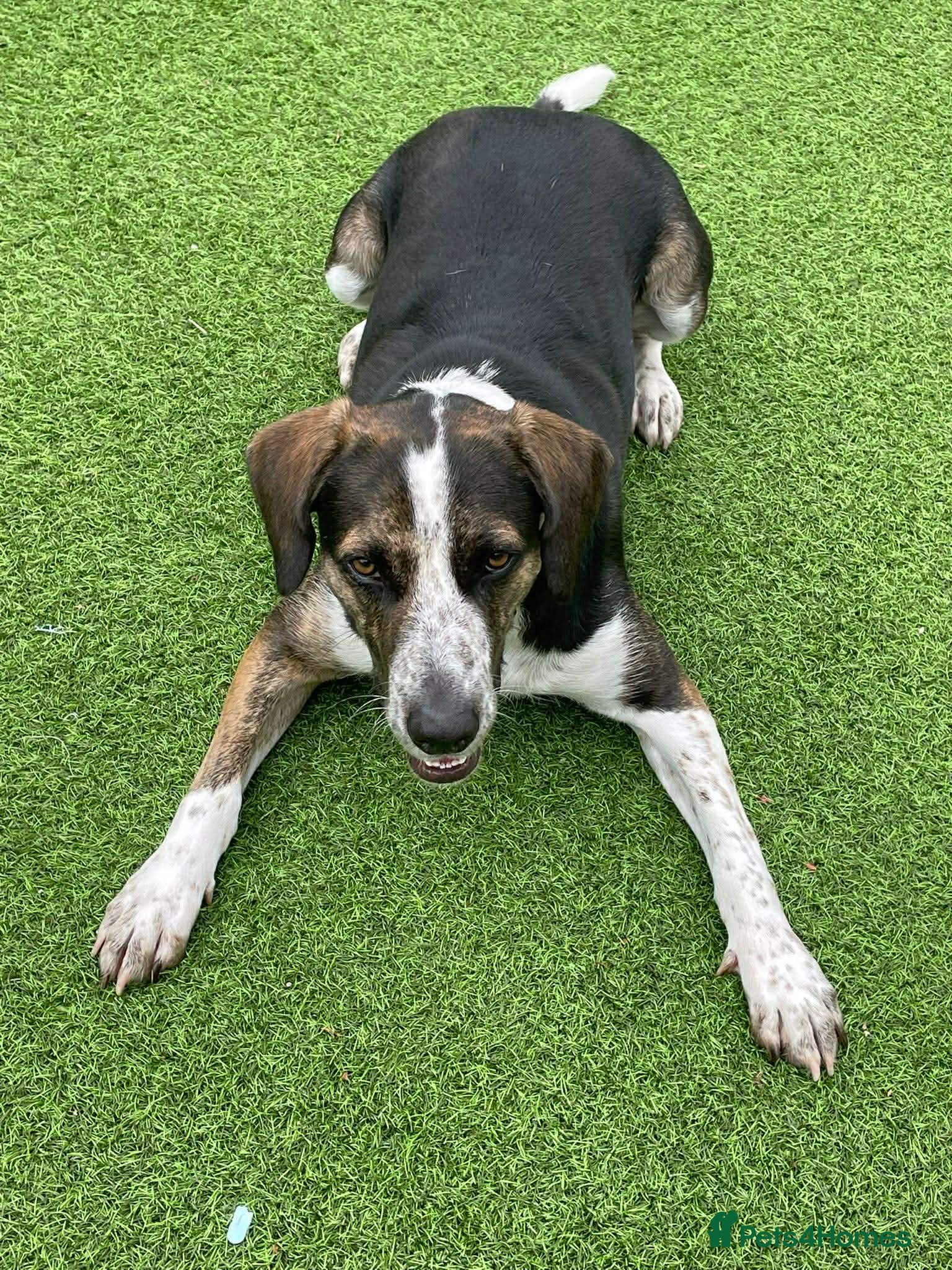 Mixed Breed dogs WILSON - 2 years old, Hound Mix Boy - Advert 1