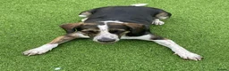 Mixed Breed dogs for adoption: WILSON - 2 years old, Hound Mix Boy in Atherstone - Advert 1