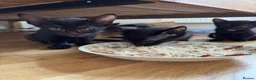 Oriental cats for sale: Oriental Kittens for sale (9 available) - Advert 3