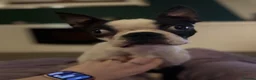 Boston Terrier dogs for sale: Beautiful Boston terrier  in Ashford - Advert 6