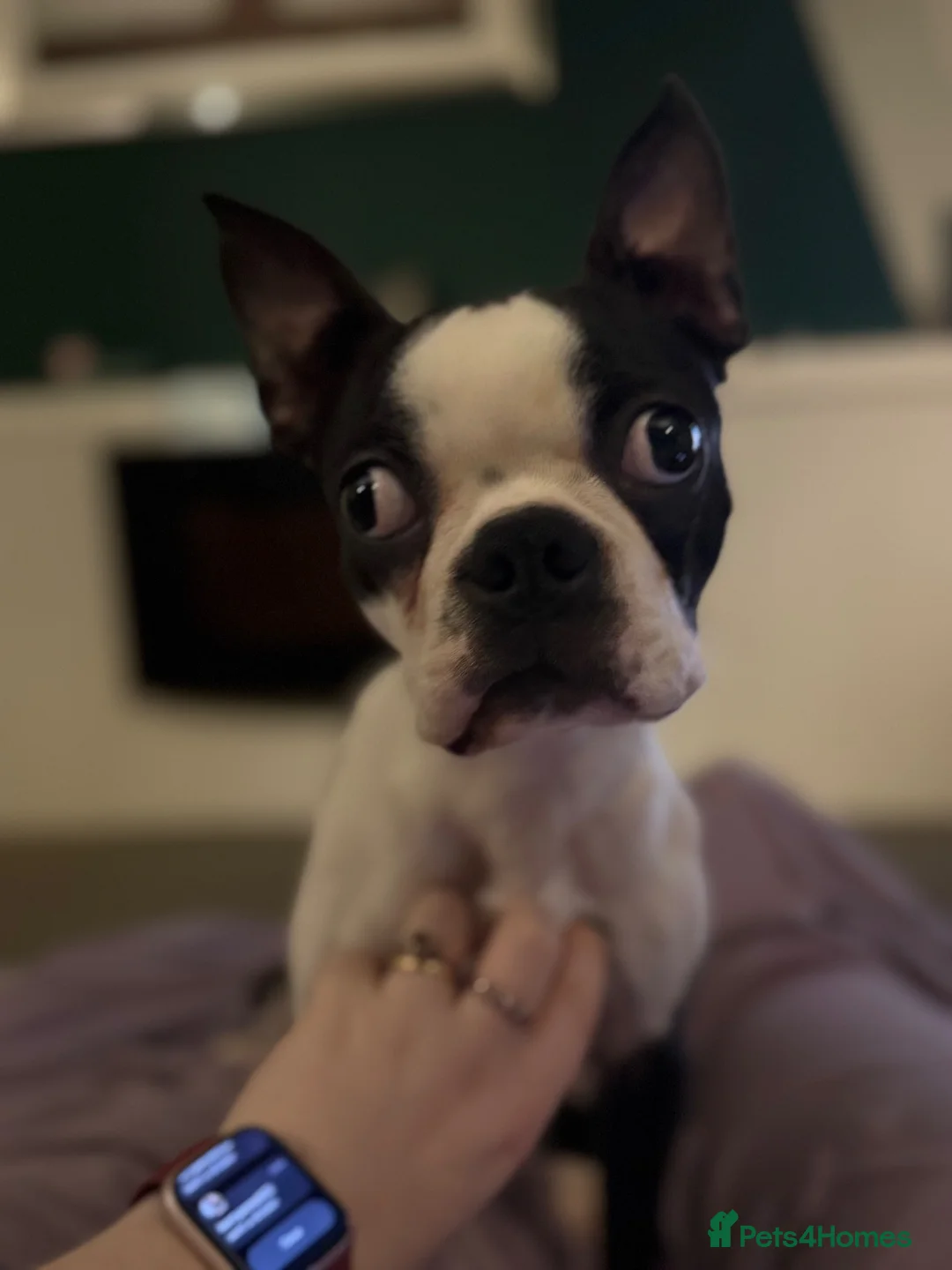 Boston Terrier dogs for sale: Beautiful Boston terrier  in Ashford - Advert 6