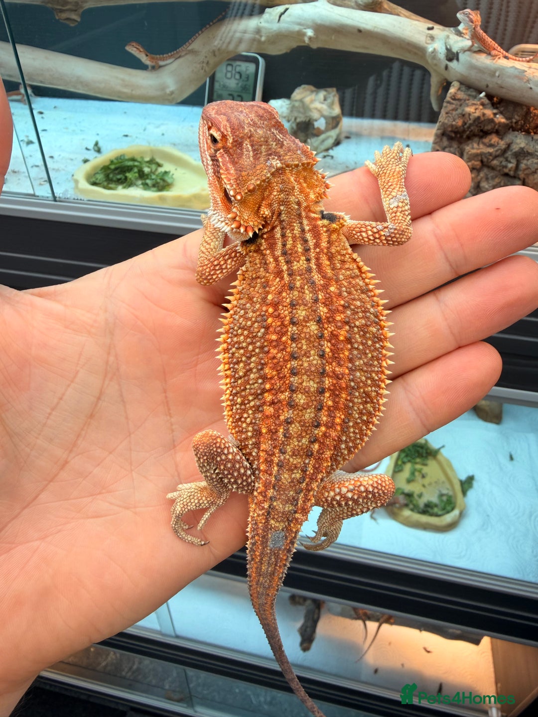 Bearded Dragon reptiles for sale: Super red and Gstripe Baby Breaded dragons - Image 5