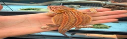 Bearded Dragon reptiles for sale: Super red Baby Breaded dragons - Advert 5
