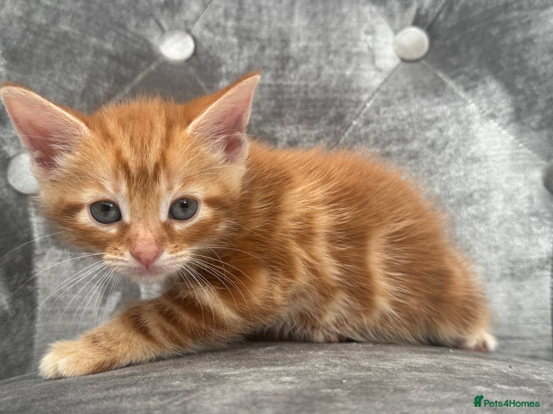 Mixed Breed cats for sale: 6 weeks old kittens - Image 8