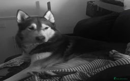 Siberian Husky dogs for sale: Husky for rehome!  - Image 1