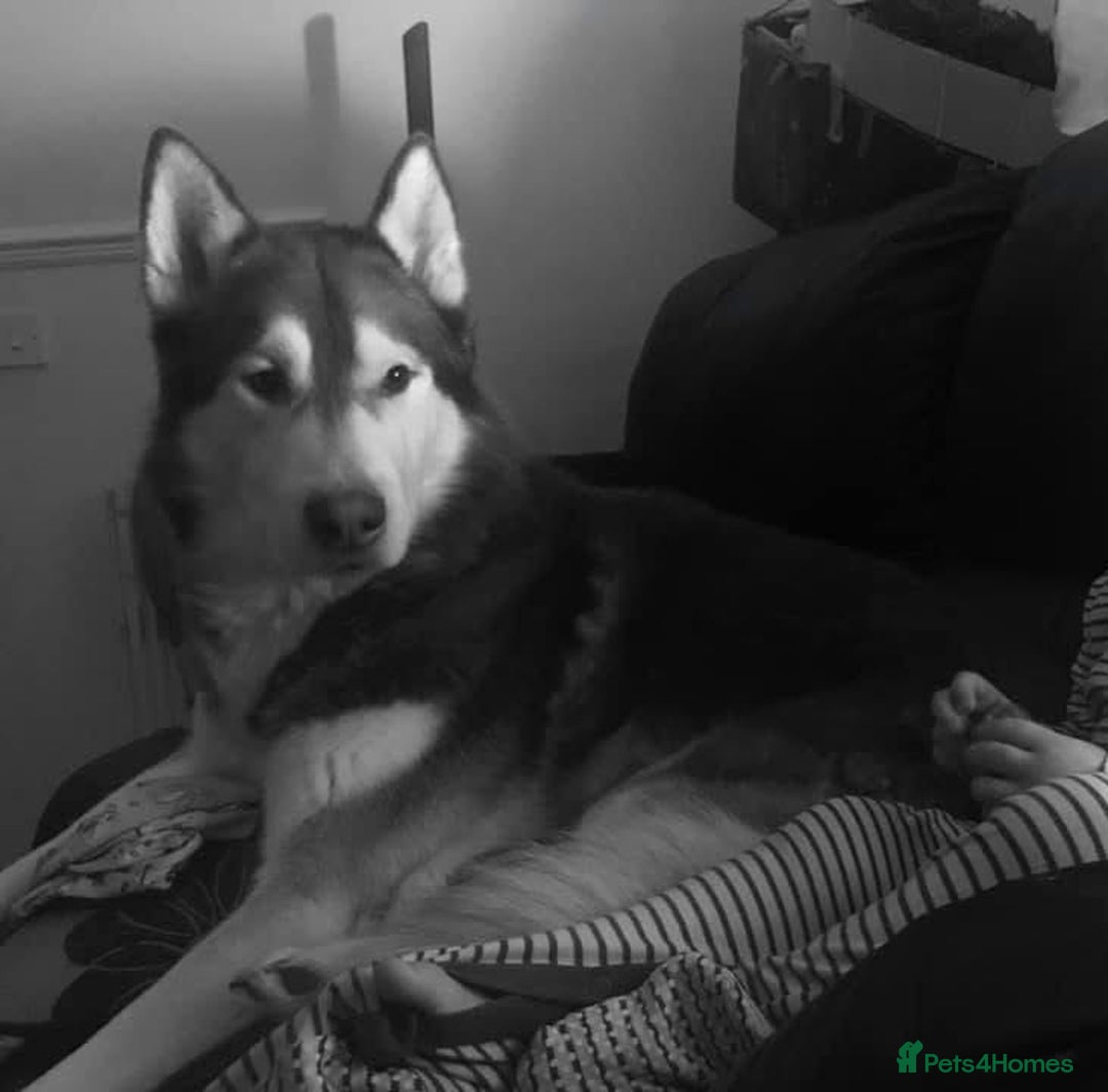 Siberian Husky dogs for sale: Husky for rehome!  - Image 1