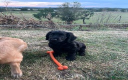 Cocker Spaniel dogs for sale: Male working cocker spaniel puppy kc reg - Image 11