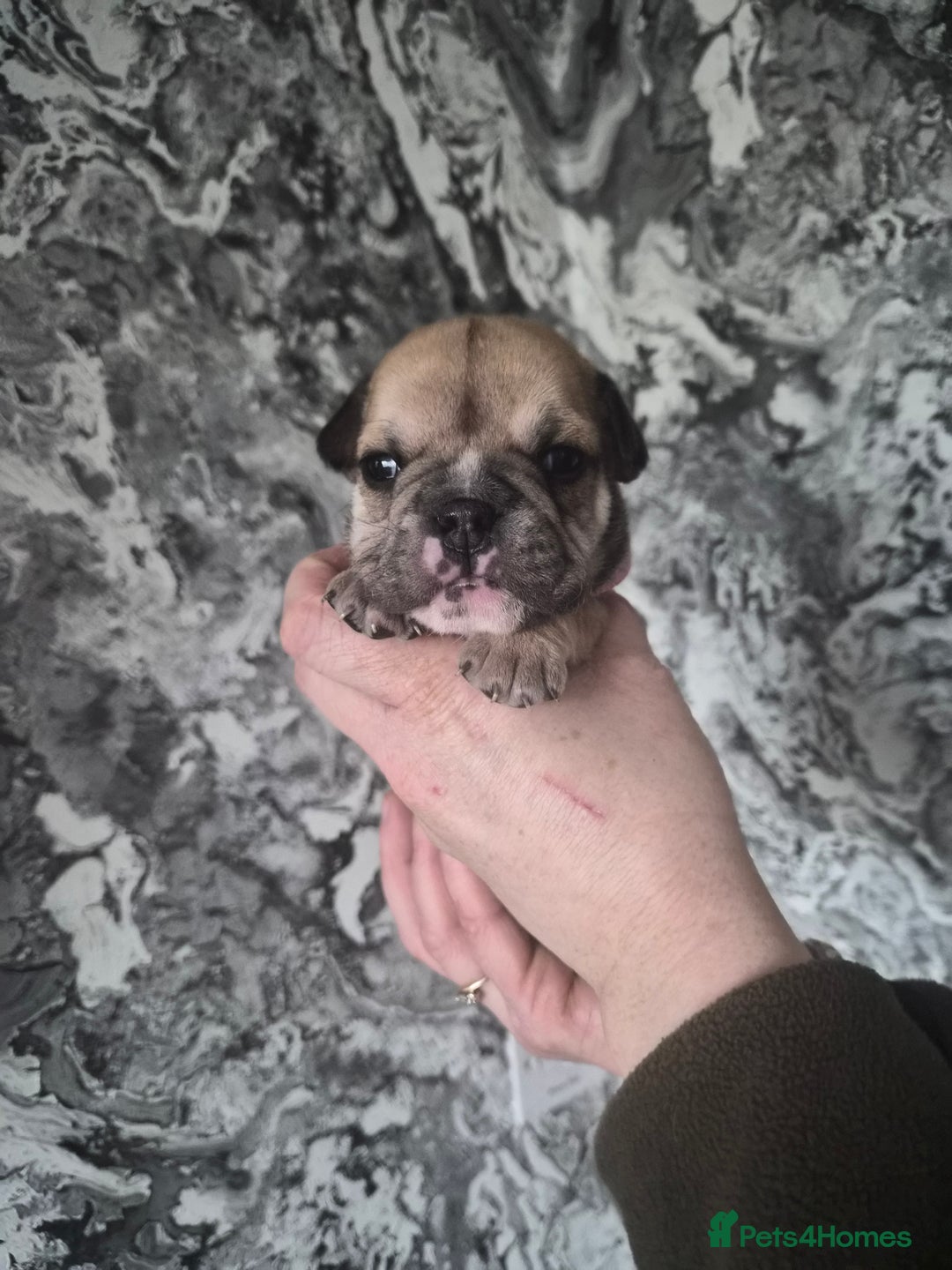English Bulldog dogs for sale: English bulldog puppies  - Advert 7