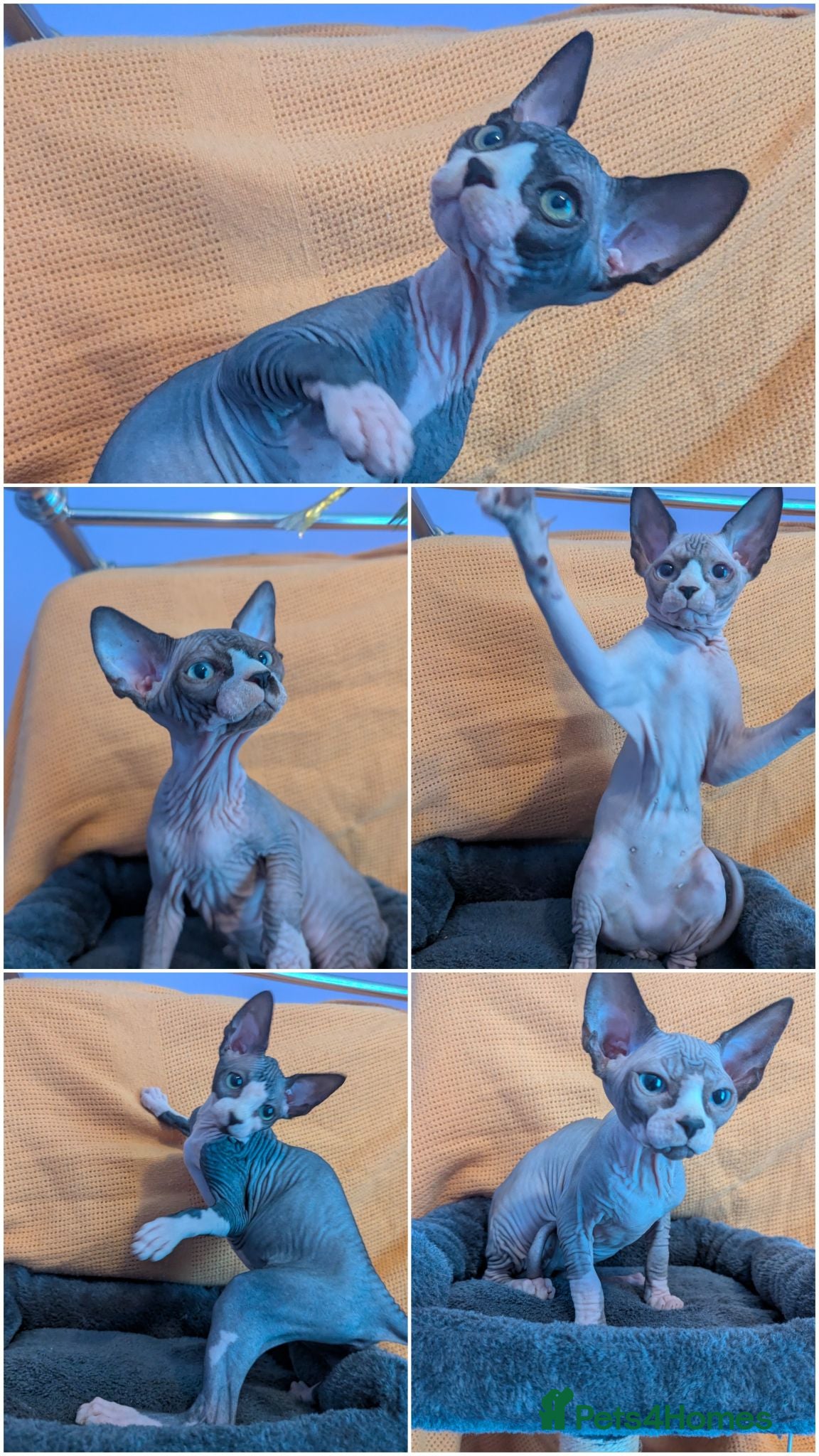 Sphynx cats *3 LEFT- TICA REGISTERED(ACTIVE ADD-ON)-PEDIGREE* - Advert 2
