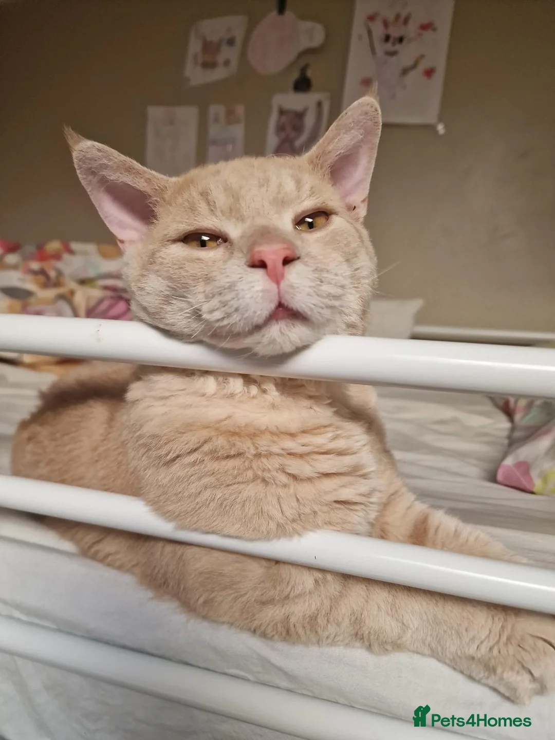 Mixed Breed cats for sale: Maincoon X Selkirk Rex - Advert 12