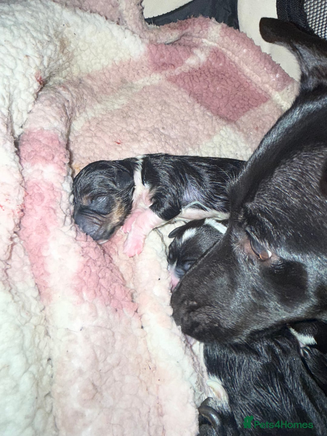 Jack Russell dogs for sale: Jack Russel pups - Advert 3