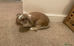French Lop rabbits for sale: 4 x mixed breed lop bunnies 2 x albino REW 2 x not - Image 8