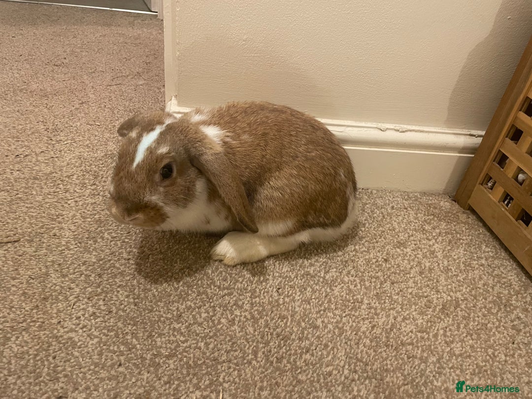 French Lop rabbits for sale: 4 x mixed breed lop bunnies 2 x albino REW 2 x not - Image 8