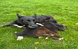 Border Collie dogs for sale: Pure Bred Border Collie Puppies For Sale - Image 6