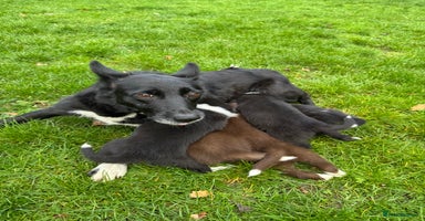 Border Collie dogs - Advert 4