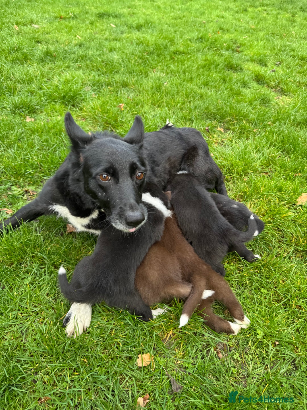 Border Collie dogs for sale: Pure Bred Border Collie Puppies For Sale - Image 6