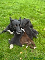 Border Collie dogs - Advert 4