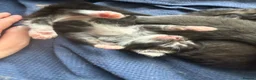 British Longhair cats for sale: 5 adorable kittens  - Advert 8