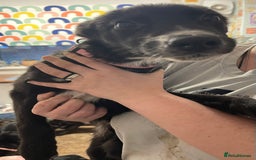 Mixed Breed dogs for sale: Collie cross pups  - Advert 5