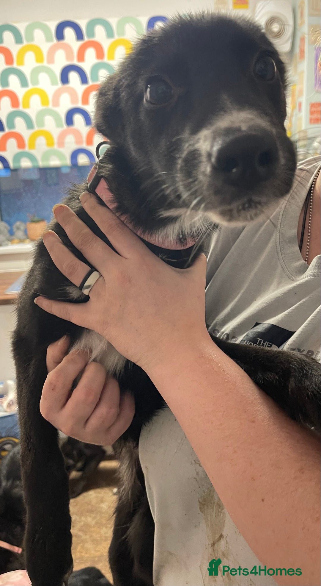 Mixed Breed dogs for sale: Collie cross pups  - Advert 5