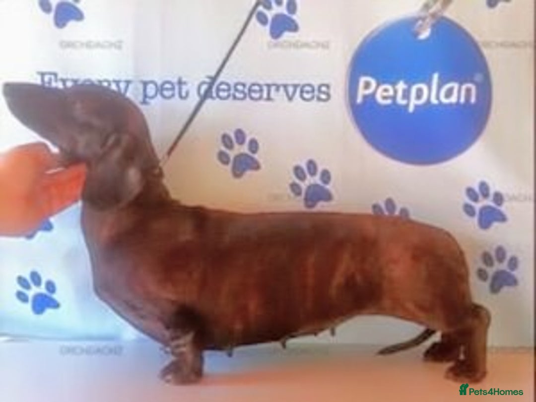 Miniature Dachshund dogs for sale: KC true to type miniature dachshund  - Image 7