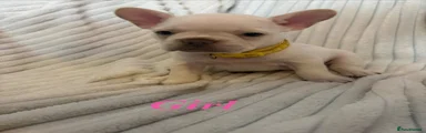 French Bulldog 7