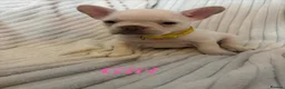 French Bulldog dogs for sale: Stunning French bull dog puppy’s for sale  - Advert 8