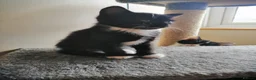 Mixed Breed cats for sale: Kitten - Advert 21