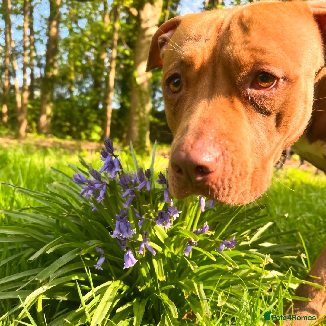 American Bull Staffy dogs for sale: Loving female for adoption  - Advert 21