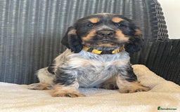 Cocker Spaniel dogs for sale: KC registered Show Type Cocker Spaniel Pups - Image 11