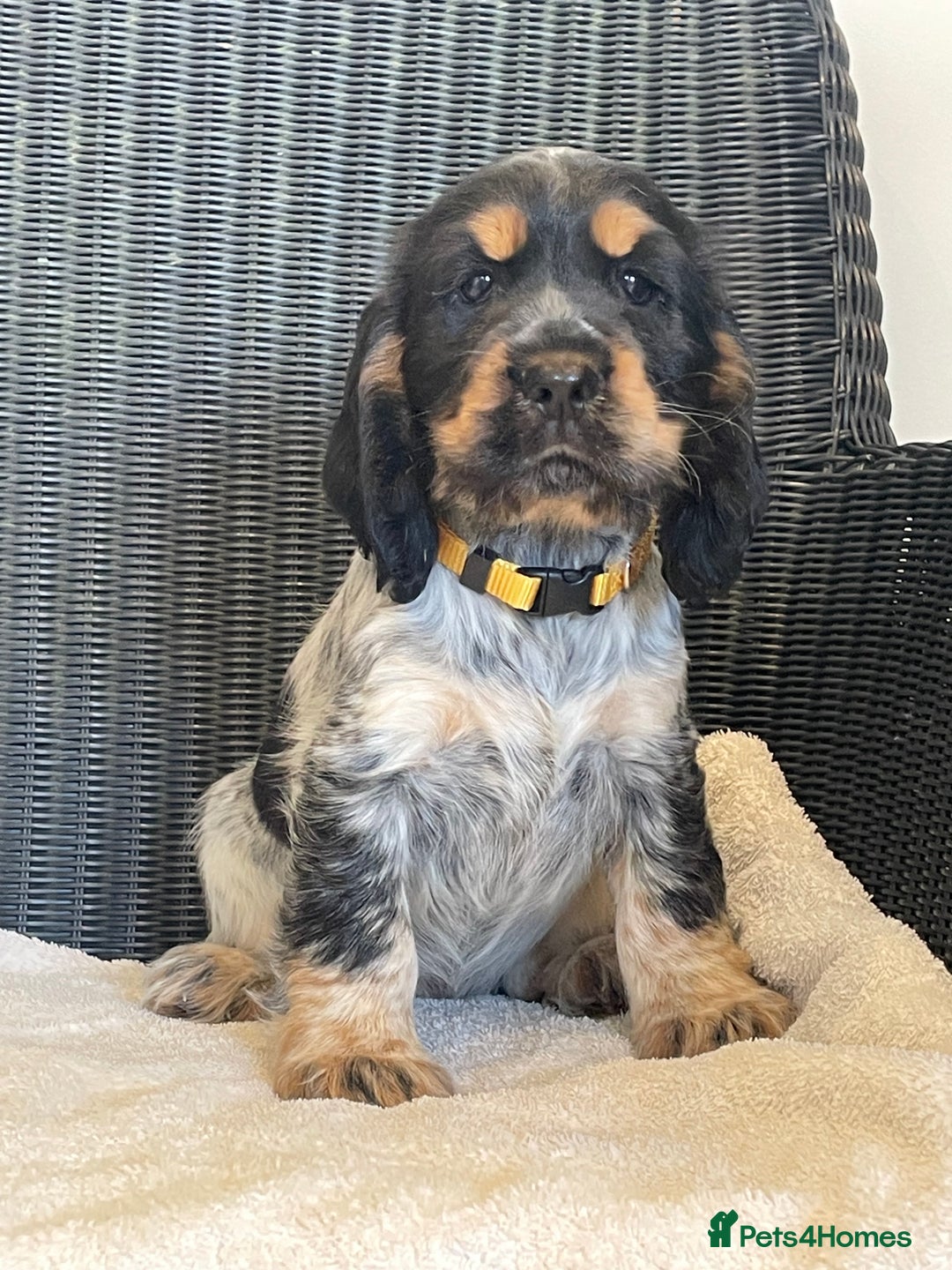 Cocker Spaniel dogs for sale: KC registered Show Type Cocker Spaniel Pups - Image 11