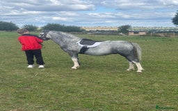 Welsh Section A horses for sale: Welsh section A Pony - Image 2