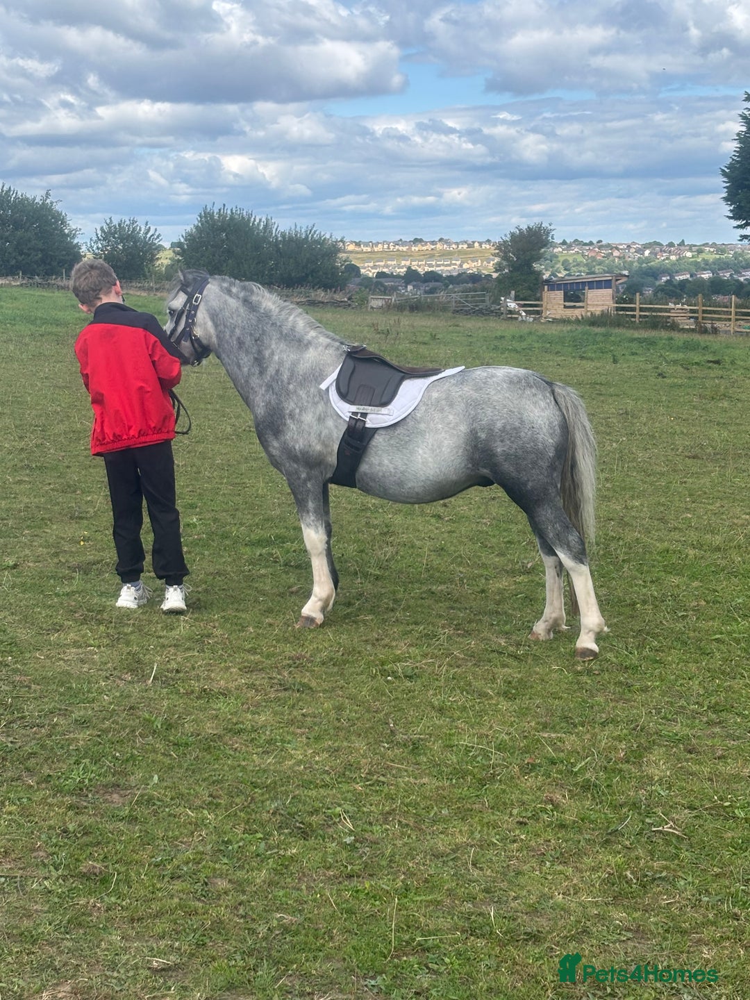 Welsh Section A horses for sale: Welsh section A Pony - Image 2