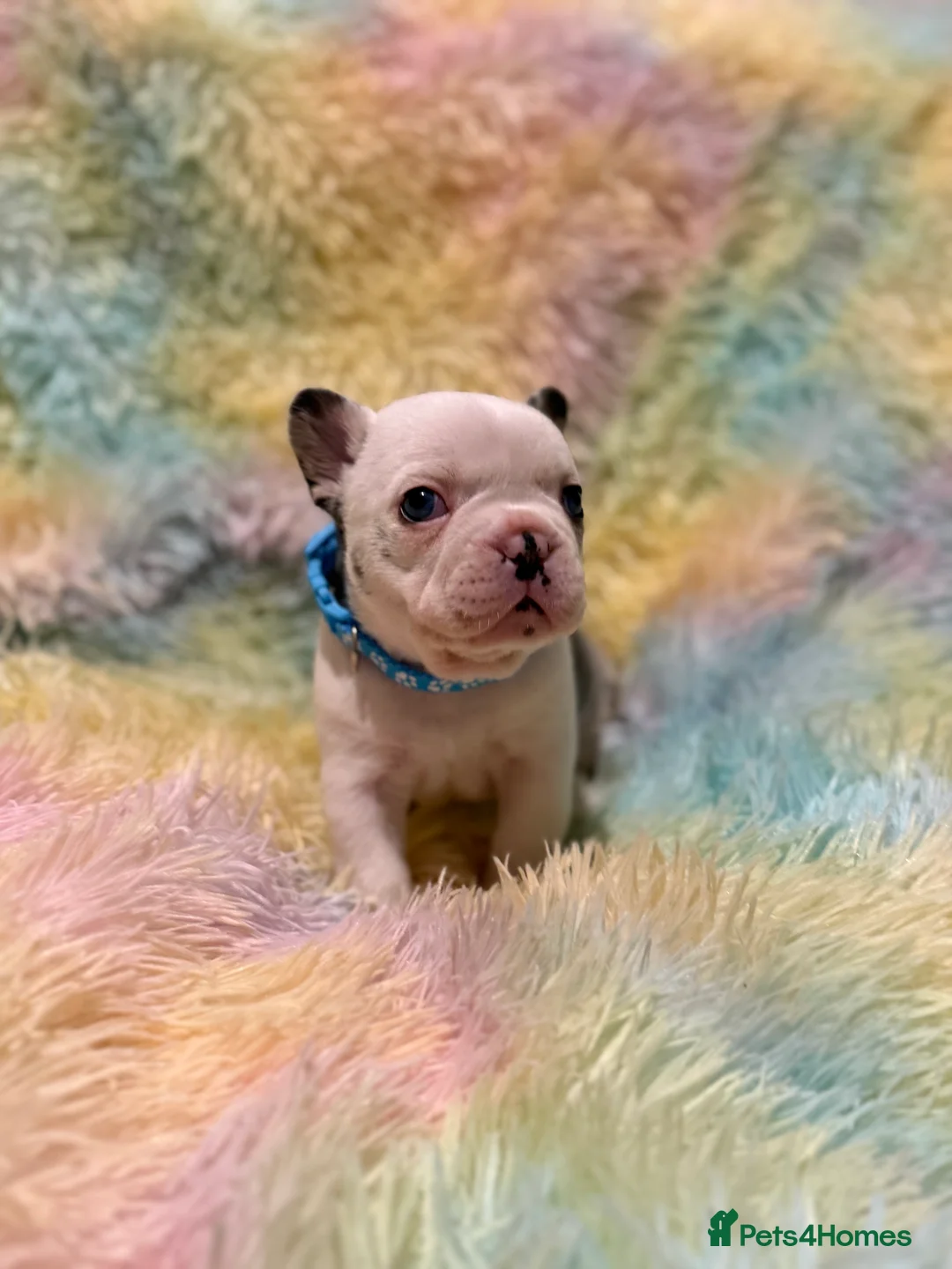 French Bulldog dogs for sale: LAST MALE LEFT beautiful KC reg French Bulldog - Advert 27