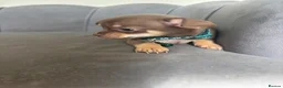 Chihuahua dogs for sale: Stunning KC Reg Chocolate Chihuahuas - Advert 18